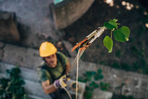 Daytona Beach Shores, FL Tree Removal and Landscaping Services Company